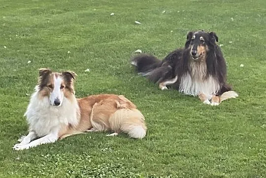 szczeniak owczarek szkocki collie, Opolskie, Karczów