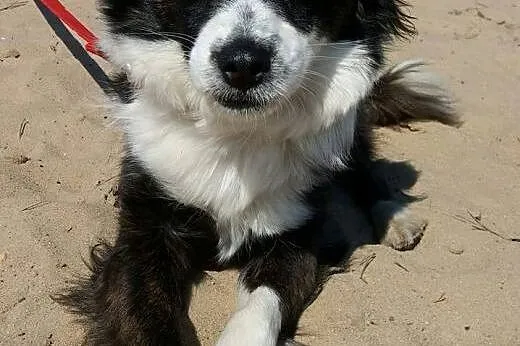 Amelia - czarne łatki ma, pokocha Cię raz dwa ;), 