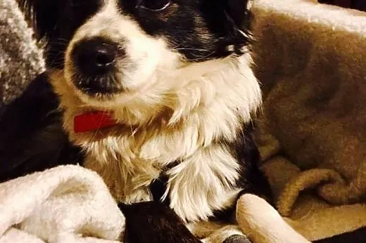 Amelia - czarne łatki ma, pokocha Cię raz dwa ;), 