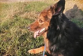 Bruno, przepiękny pies w typie owczarka szuka domu, cała Polska