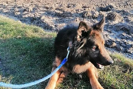 Bruno, przepiękny pies w typie owczarka szuka domu, cała Polska