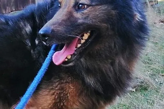 Bruno, przepiękny pies w typie owczarka szuka domu!,  Kundelki cała Polska, 