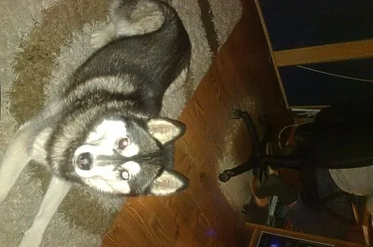 Zaginęła