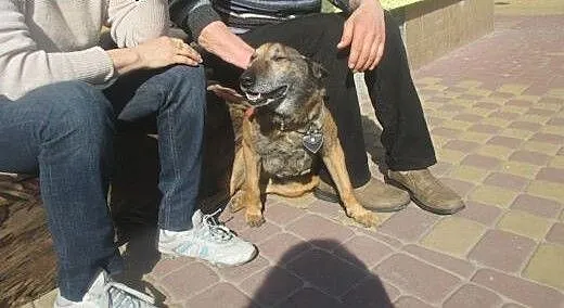 Pies idealny dla każdego dobrego człowieka :), do
