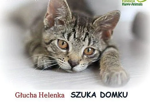 Helenka szuka domku, dolnośląskie Wrocław