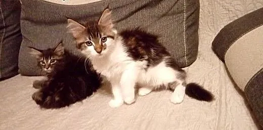 Śliczne kocięta maine coon., małopolskie Andrychó