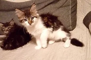 Śliczne kocięta maine coon.,  małopolskie Andrychó