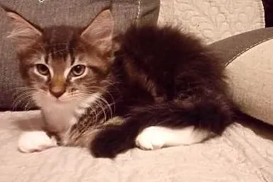 Śliczne kocięta maine coon.,  małopolskie Andrychó