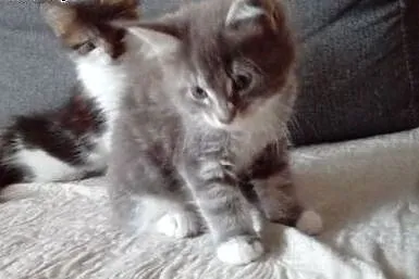 Śliczne kocięta maine coon.,  małopolskie Andrychó