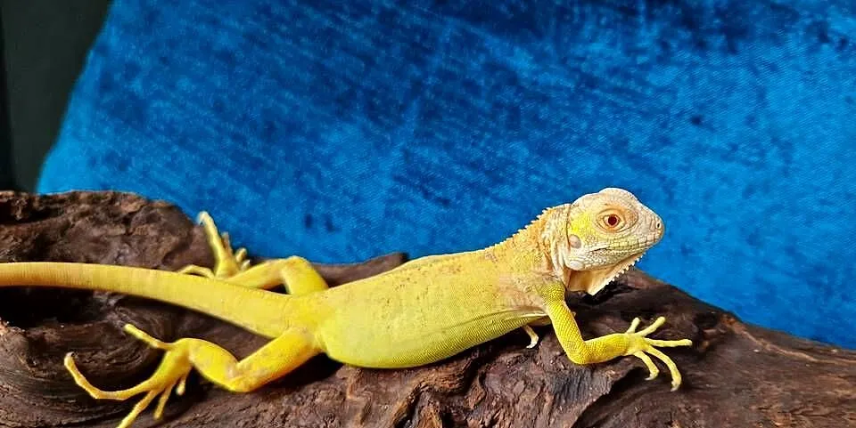 Legwan zielony iguana iguana red albino x albino, Dolnośląskie, Jelenia Góra