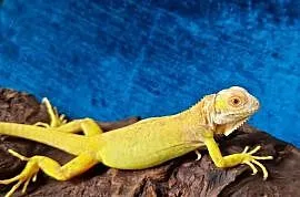 Legwan zielony iguana iguana red albino x albino
