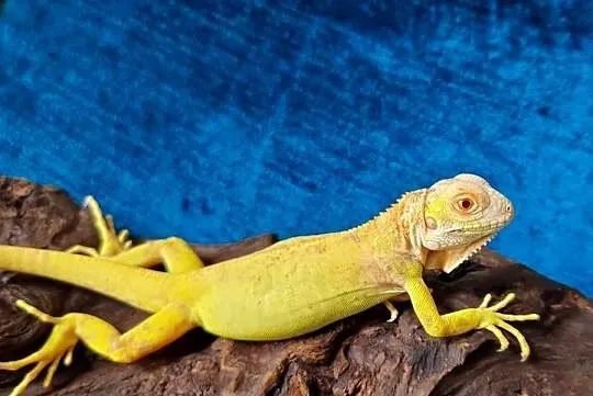 Legwan zielony iguana iguana red albino x albino, Dolnośląskie, Jelenia Góra