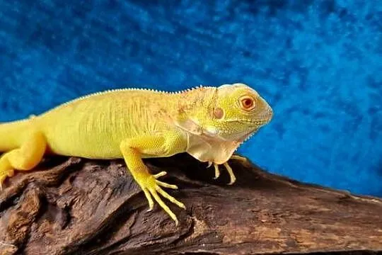 Legwan zielony iguana iguana red albino x albino, Dolnośląskie, Jelenia Góra