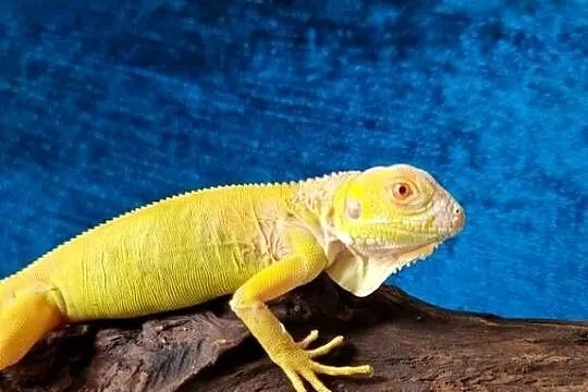 Legwan zielony iguana iguana red albino x albino, Dolnośląskie, Jelenia Góra