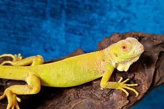 Legwan zielony iguana iguana red albino x albino, Dolnośląskie, Jelenia Góra