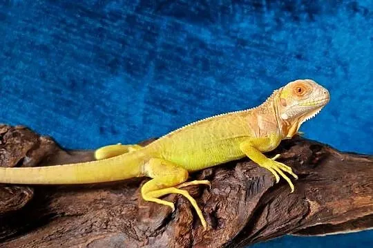 Legwan zielony iguana iguana red albino x albino, Dolnośląskie, Jelenia Góra
