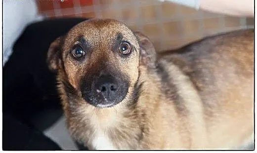 Pokochaj LOOTUSIKA, adoptuj :), wielkopolskie Poz