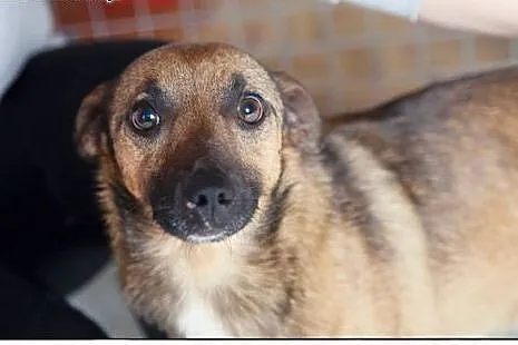 Pokochaj LOOTUSIKA, adoptuj :), wielkopolskie Poznań