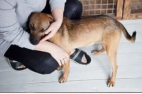 Pokochaj LOOTUSIKA, adoptuj :),  wielkopolskie Poz