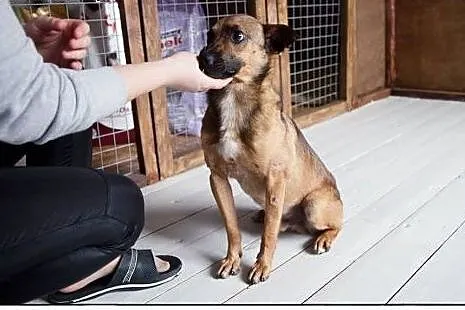 Pokochaj LOOTUSIKA, adoptuj :),  wielkopolskie Poz