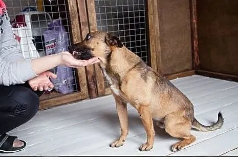 Pokochaj LOOTUSIKA, adoptuj :),  wielkopolskie Poz