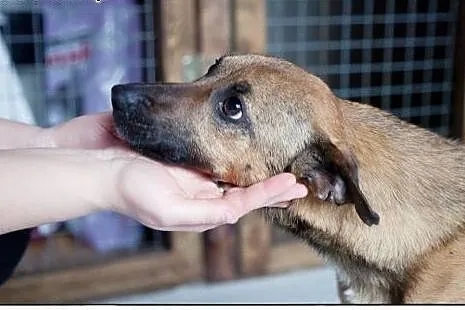Pokochaj LOOTUSIKA, adoptuj :),  wielkopolskie Poz