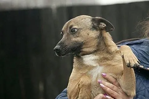 Pokochaj LOOTUSIKA, adoptuj :),  wielkopolskie Poz
