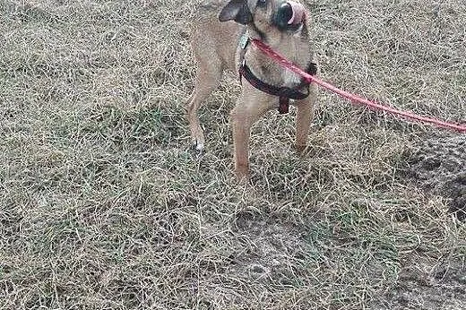 Pokochaj LOOTUSIKA, adoptuj :),  wielkopolskie Poz