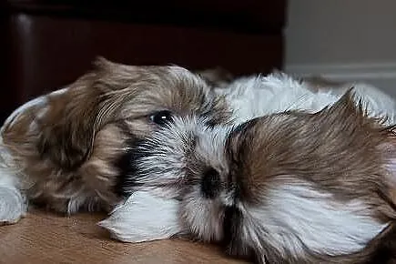 SHIH-TZU Śliczne rodowód ZKwP FCI