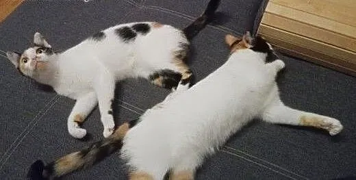 Trikolorki do adopcji!!!, łódzkie Łódź