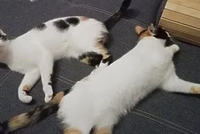 Trikolorki do adopcji!!!, łódzkie Łódź