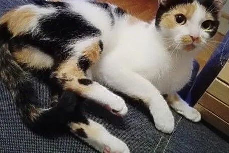 Trikolorki do adopcji!!!,  łódzkie Łódź