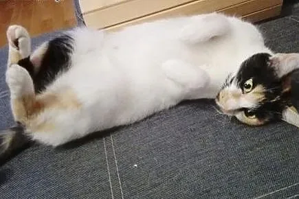Trikolorki do adopcji!!!,  łódzkie Łódź