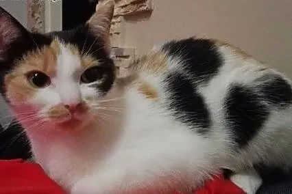 Trikolorki do adopcji!!!,  łódzkie Łódź