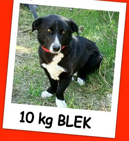 Jamnik mix,sympatyczny psiak BLEK,wesoły,towarzysk