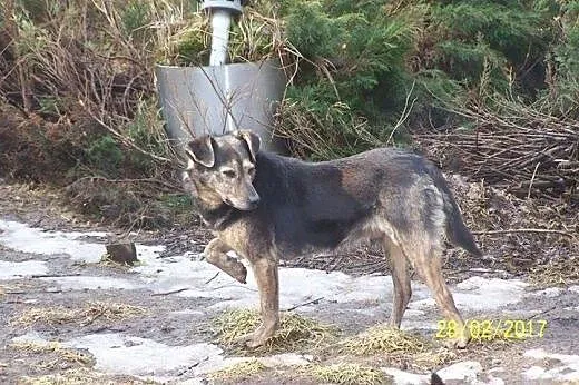 Ptyś bardzo kocha ludzi daj mi domek gdzie będzie 
