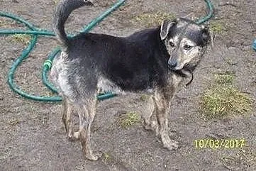 Ptyś bardzo kocha ludzi daj mi domek gdzie będzie 