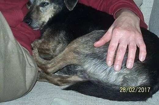 Ptyś bardzo kocha ludzi daj mi domek gdzie będzie 