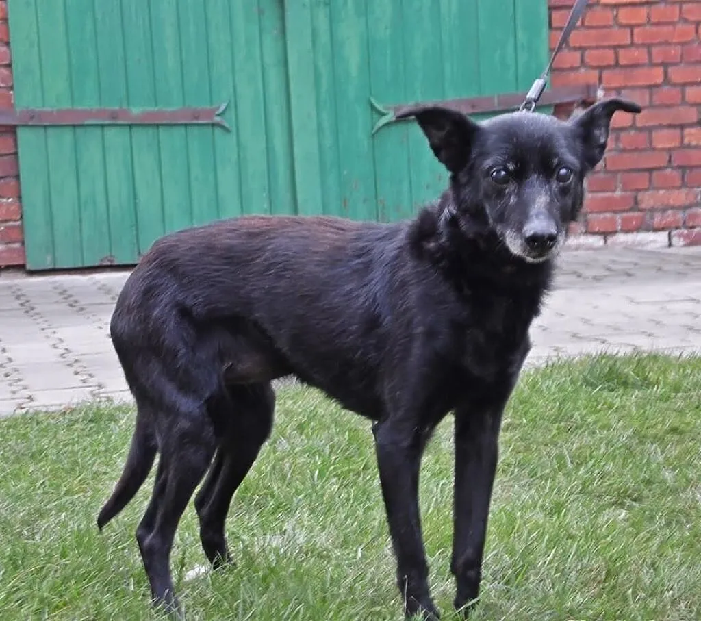 Seniorka szuka domu - POKOCHAJ MEMFIS