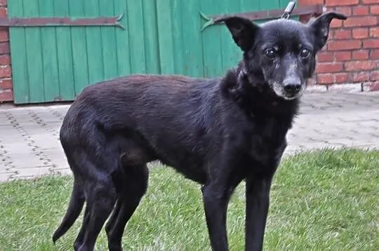 Seniorka szuka domu - POKOCHAJ MEMFIS