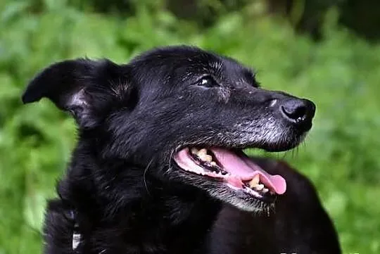 Seniorka szuka domu - POKOCHAJ MEMFIS