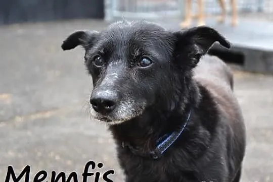 Seniorka szuka domu - POKOCHAJ MEMFIS