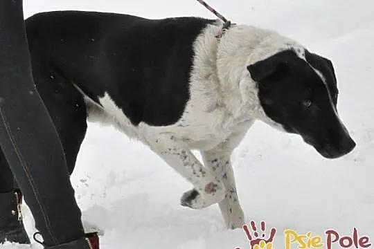 ANATOL-wspaniały, dostojny, piękny duży psiak szuka dobrego domu, adopcja, Małopolskie, Kraków