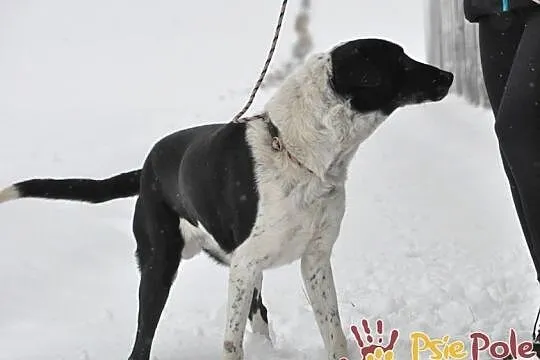 ANATOL-wspaniały, dostojny, piękny duży psiak szuka dobrego domu, adopcja, Małopolskie, Kraków