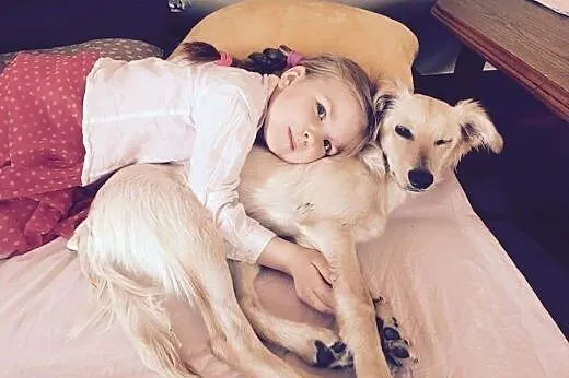 Puszek do adopcji,  dolnośląskie Głuszyca