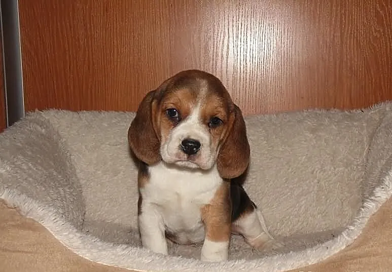 Beagle, śliczne szczenięta