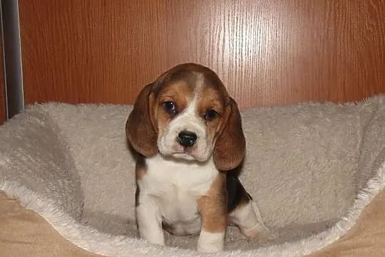 Beagle, śliczne szczenięta