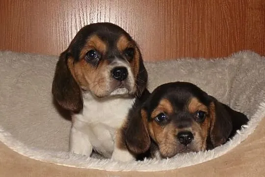 Beagle, śliczne szczenięta