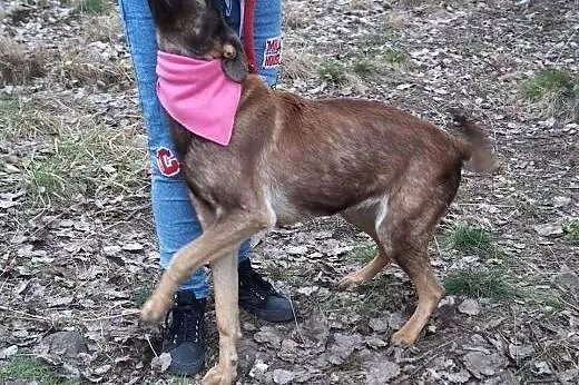 Bela z interwencji pilnie szuka domu!,  Kundelki c