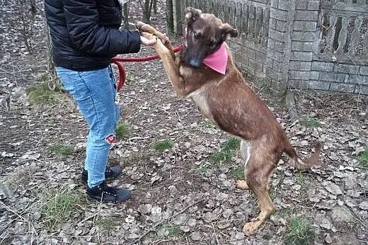 Bela z interwencji pilnie szuka domu!,  Kundelki c